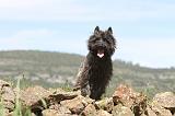 CAIRN TERRIER 134